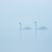 Two Swans