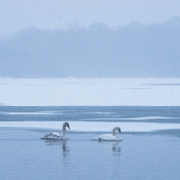 Swans in Snow