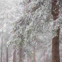 Freezing Fog