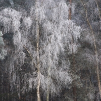 Freezing Fog VII