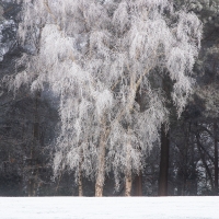 Freezing Fog XIV