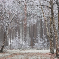 Freezing Fog XVIII