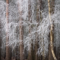 Freezing Fog II