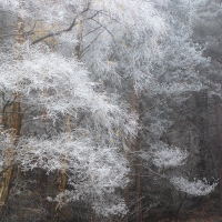 Freezing Fog XIX