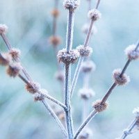 Frost I