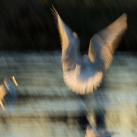 Gull Strokes 12