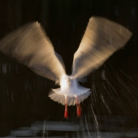 Gull Strokes 3