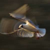 Gull Strokes 11