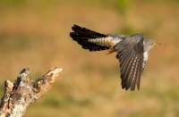 Heathland Birds