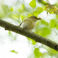 Chiffchaff