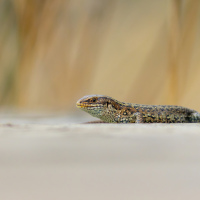 Common Lizard IV
