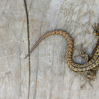 Common Lizard III