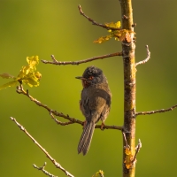 Dartford Warbler II