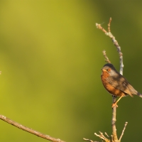 Dartford Warbler I