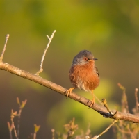 Dartford Warbler III