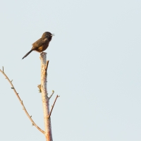 Dartford Warbler IV