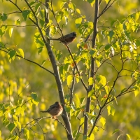 Dartford Warblers