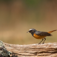 Redstart IV