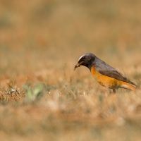 Redstart V