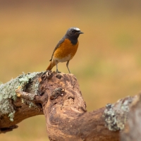 Redstart II