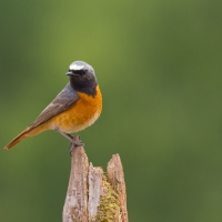 Redstart VI