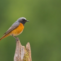 Redstart I