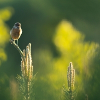 Stonechat II