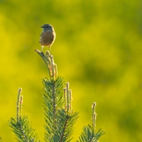 Stonechat I