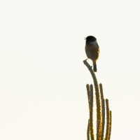 Stonechat IV