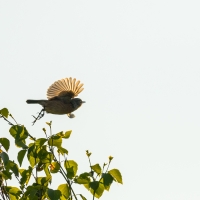 Stonechat III