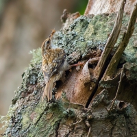 Treecreeper II