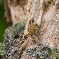 Treecreeper I