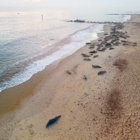 Seals From Above II, Horsey Gap