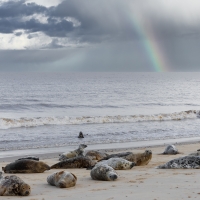 Rainbow II, Horsey Gap