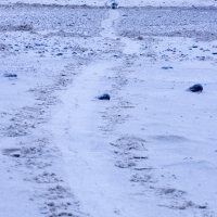 Seal Pup Trail, Horsey Gap