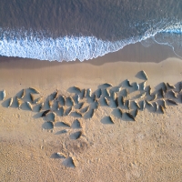 Seals From Above IV, Horsey Gap