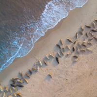 Seals From Above, Horsey Gap