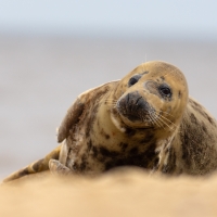 Tanned Seal