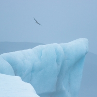 Jokulsarlon Gull I