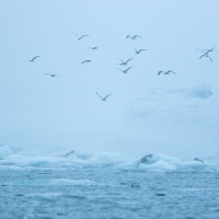 Jokulsarlon Gull III