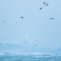 Jokulsarlon Gulls II