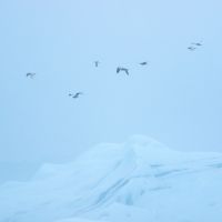 Jokulsarlon Gulls  IV