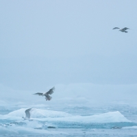 Jokulsarlon Gulls  V