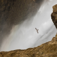 Flight of the Fulmar I