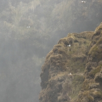 Flight of the Fulmar III