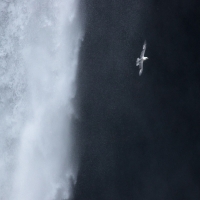 Flight of the Fulmar IV