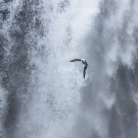 Flight of the Fulmar V