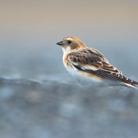 Snow Bunting