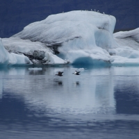 Eider Ducks over Jokulsarlon, Iceland