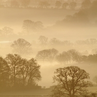 Trees, Pewsey Vale